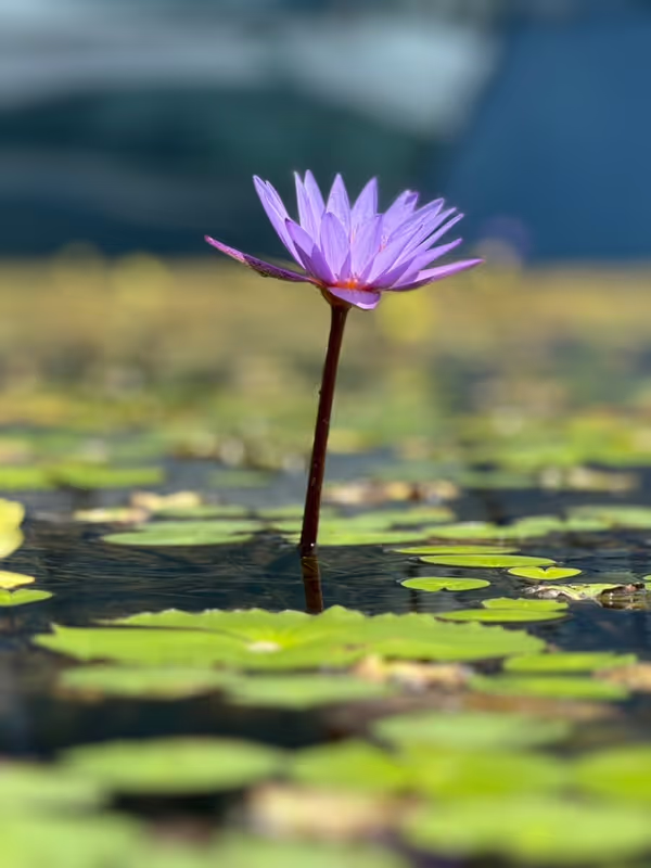 Singapore Private Tour - Lily Pond