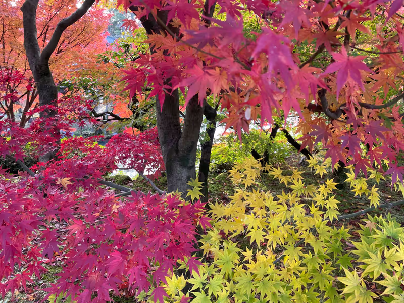 Kyoto Private Tour - 