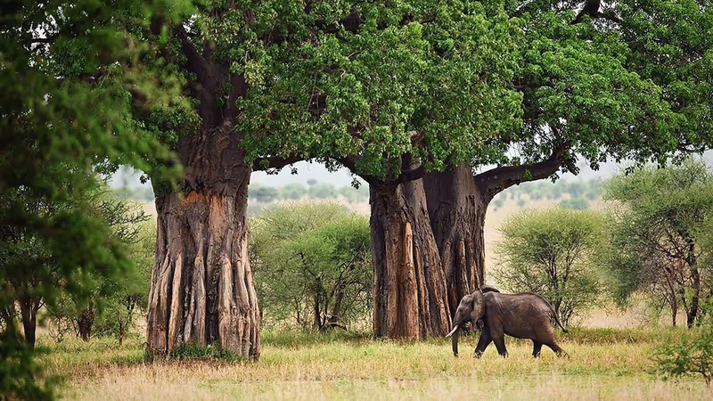 Kilimanjaro Private Tour - ancient tree