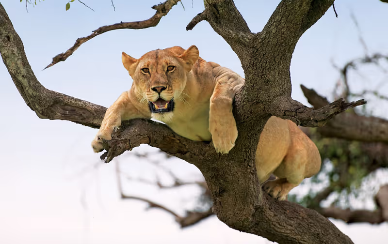 Kilimanjaro Private Tour - climbing tree lion in lake manyara