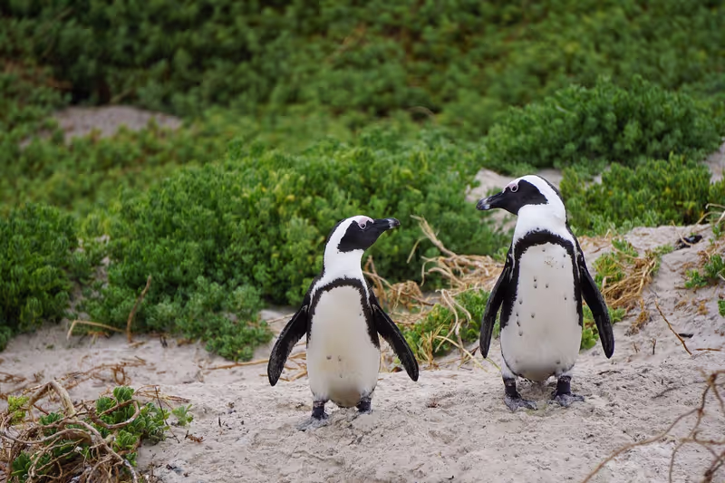 Cape Town Private Tour - Penguins
