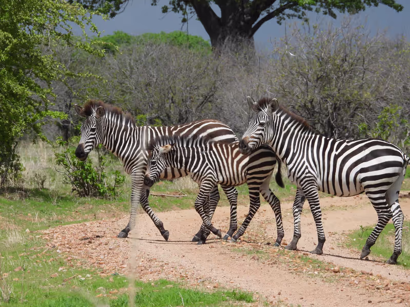 Kilimanjaro Private Tour - ZEBRA IN MKOMAZI