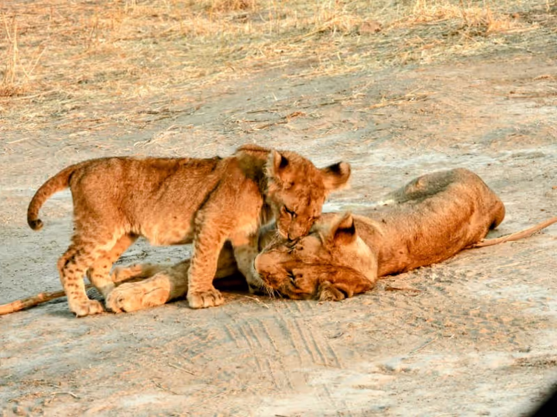 Kilimanjaro Private Tour - cubs