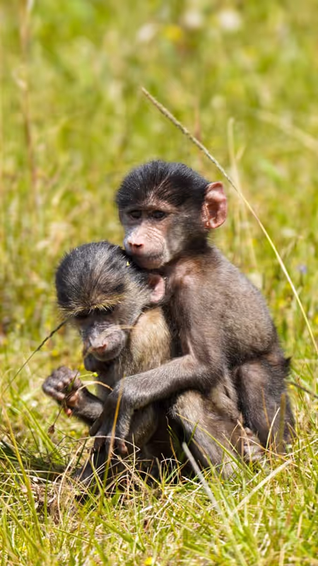 Cape Town Private Tour - 