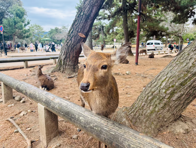 Nara Private Tour - 