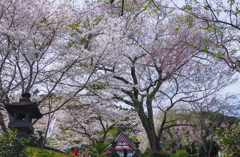 Narita Private Tour - 