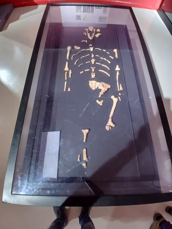 Addis Ababa Private Tour - Skeleton of Lucy