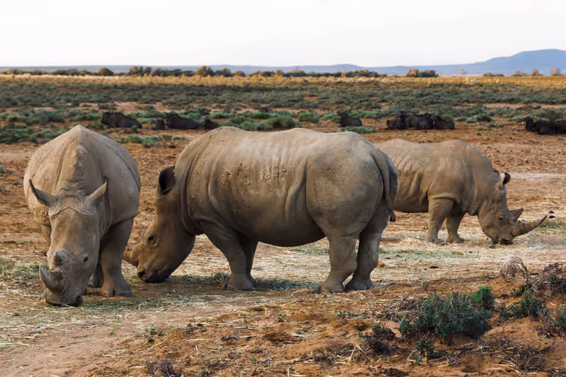Cape Town Private Tour - Rhino