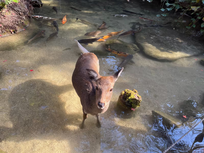 Hiroshima Private Tour - Wild Deer