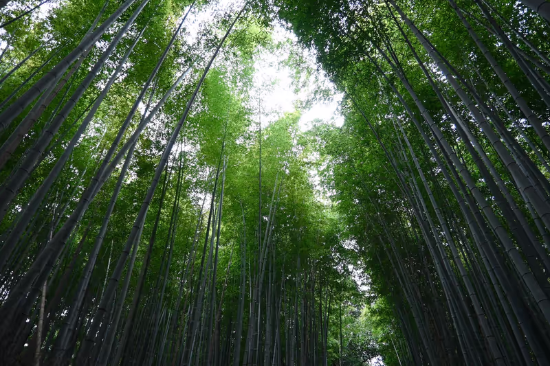 Kyoto Private Tour - Bamboo Forest