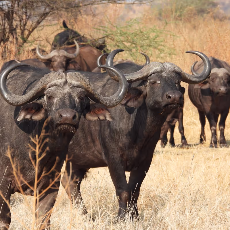 Morogoro Private Tour - BUFALLO