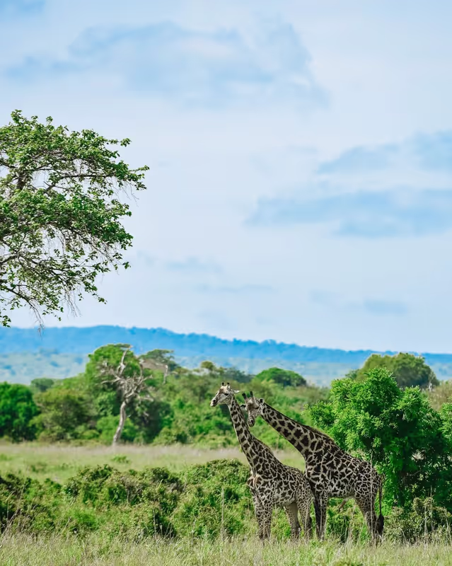 Morogoro Private Tour - Giraffe