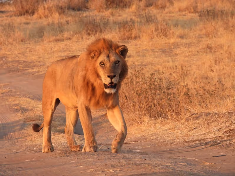 Morogoro Private Tour - lion
