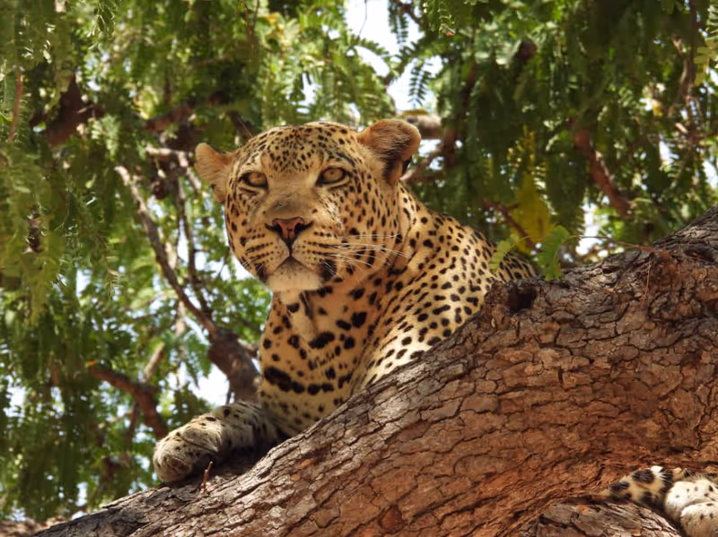Morogoro Private Tour - leopard
