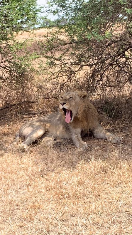 Morogoro Private Tour - LION