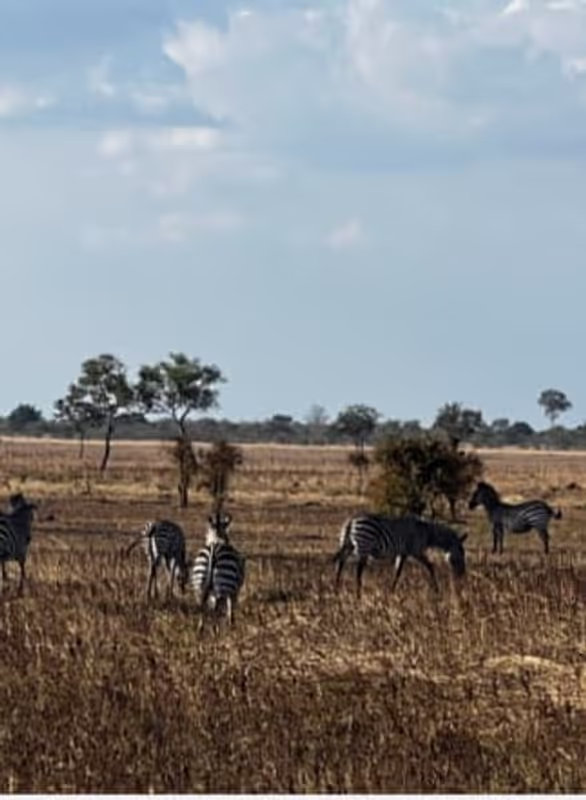 Morogoro Private Tour - zebra
