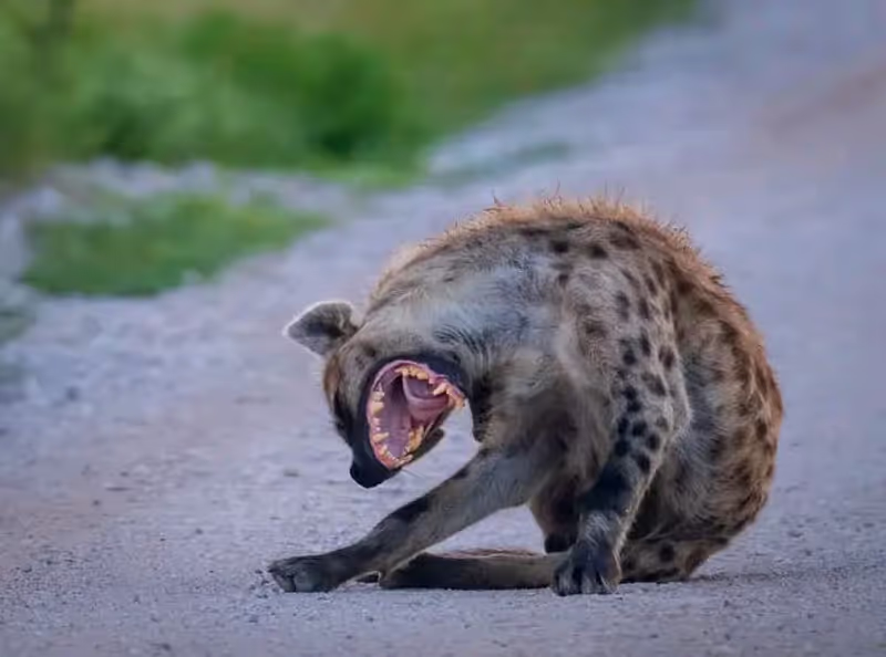 Morogoro Private Tour - hyena