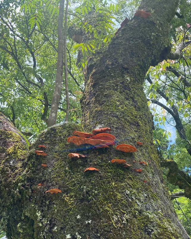 Kumano Private Tour - 