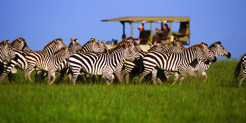 Kilimanjaro Private Tour - zebra