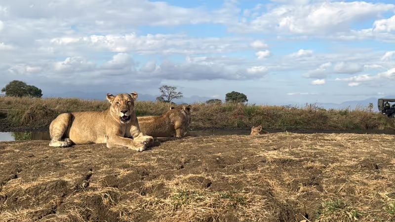 Morogoro Private Tour - lion