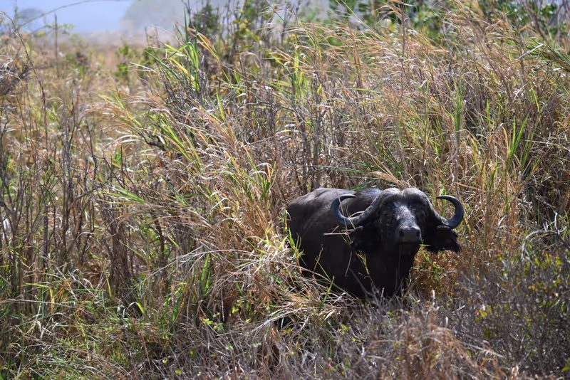 Morogoro Private Tour - Buffalo