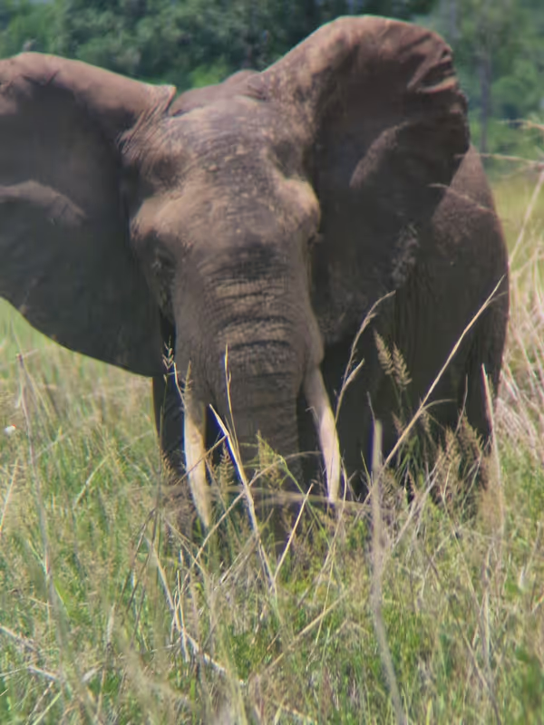 Morogoro Private Tour - elephant