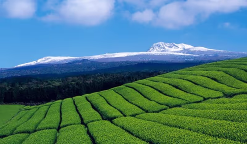 Jeju Private Tour - Green tea field