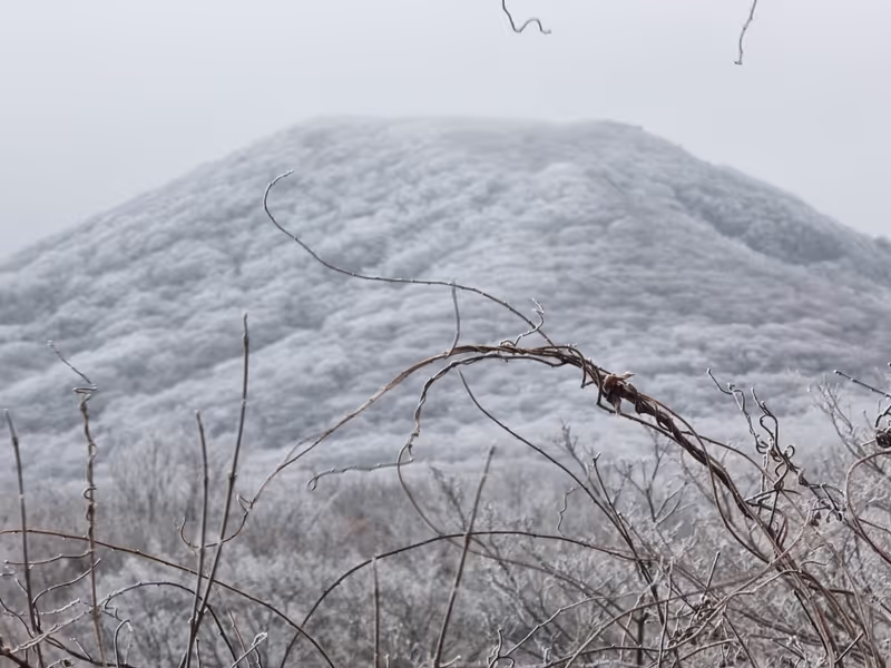 Jeju Private Tour - Hallasan in full winter bloom