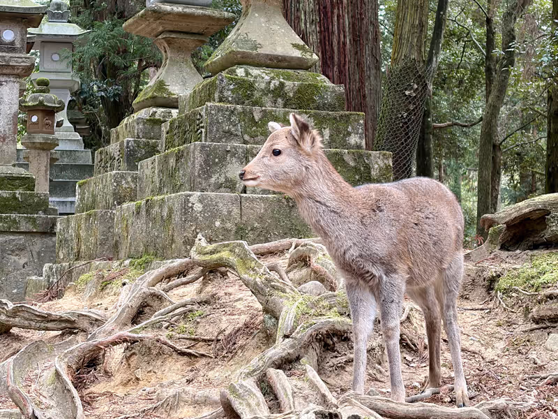 Nara Private Tour - 