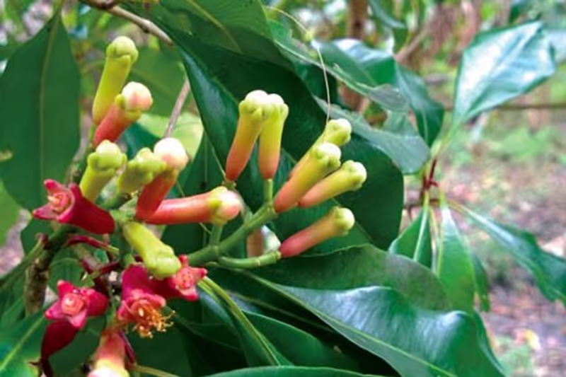 Zanzibar Private Tour - 