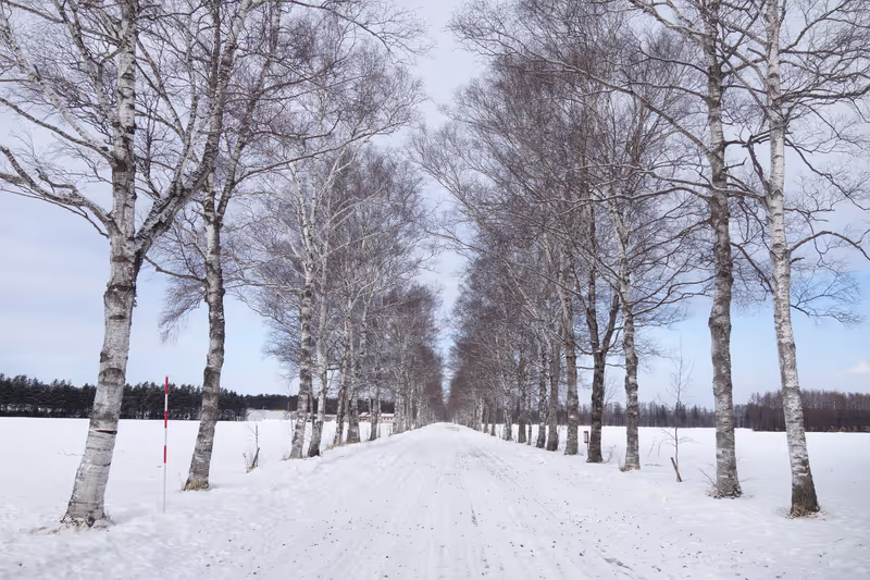 Hokkaido Private Tour - Tokachi Ranch White Birch Avenue