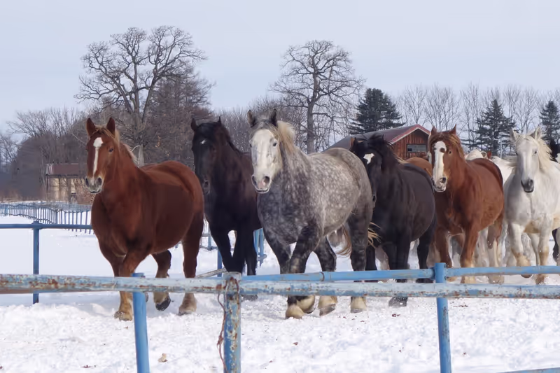 Hokkaido Private Tour - Umaoi Horse Exercise
