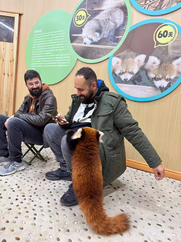 Chengdu Private Tour - Interact with the red panda
