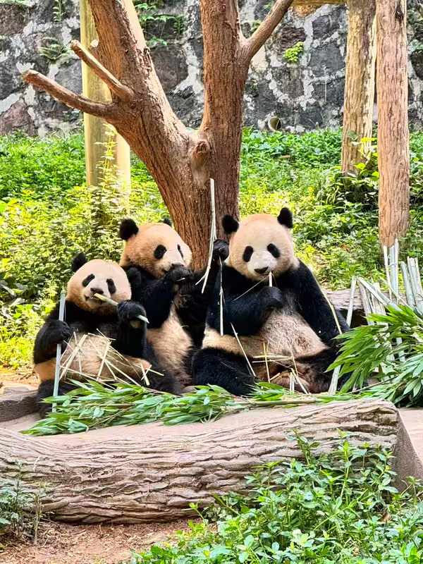 Chengdu Private Tour - Pandas