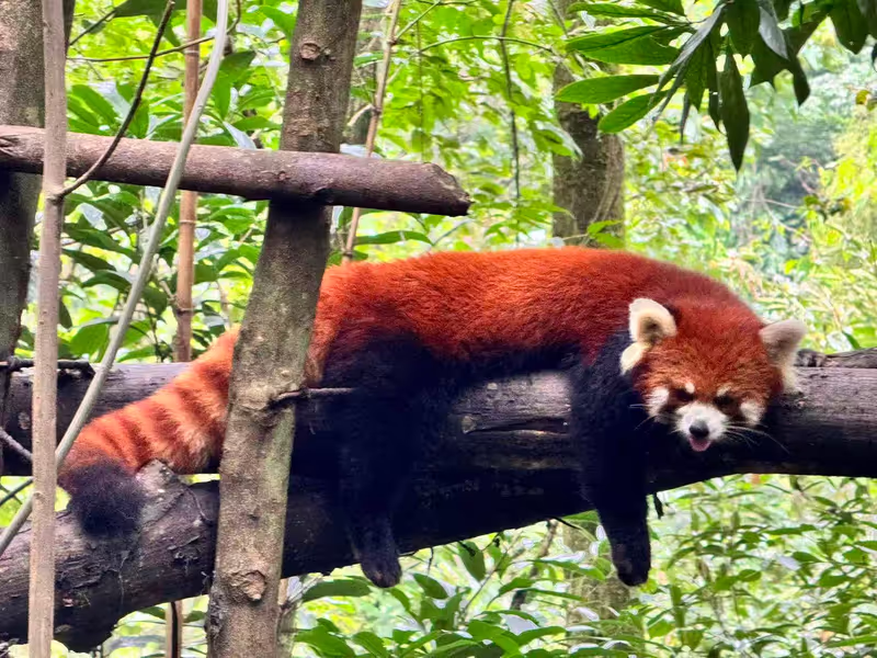 Chengdu Private Tour - Red panda