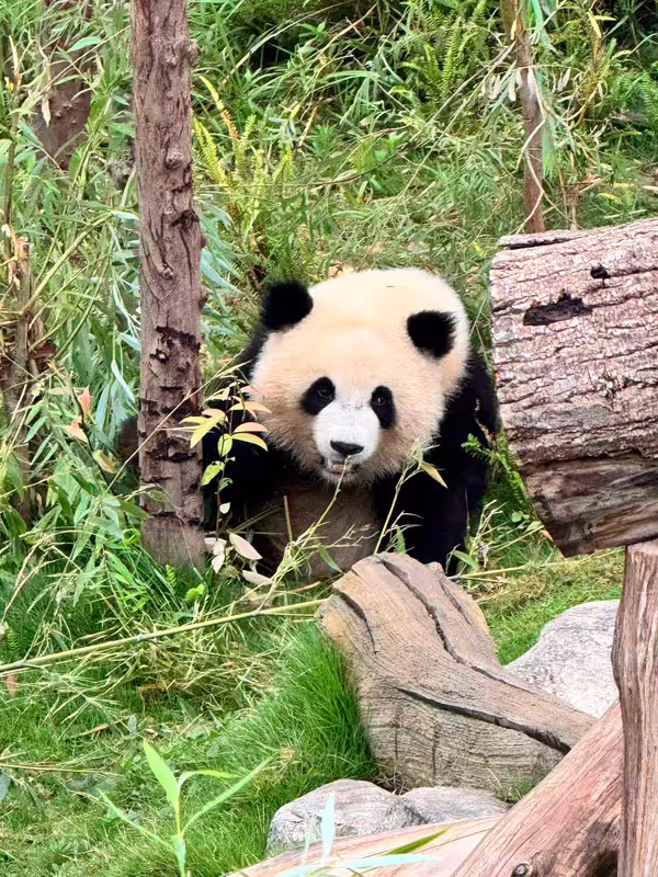 Chengdu Private Tour - Panda