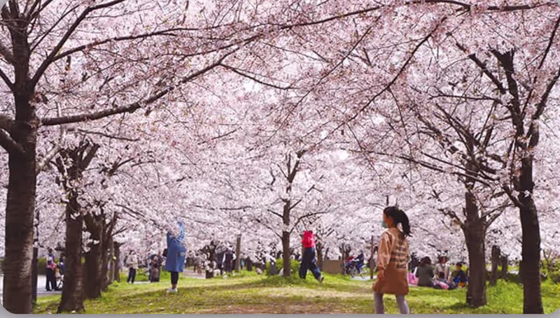 Osaka Private Tour - 