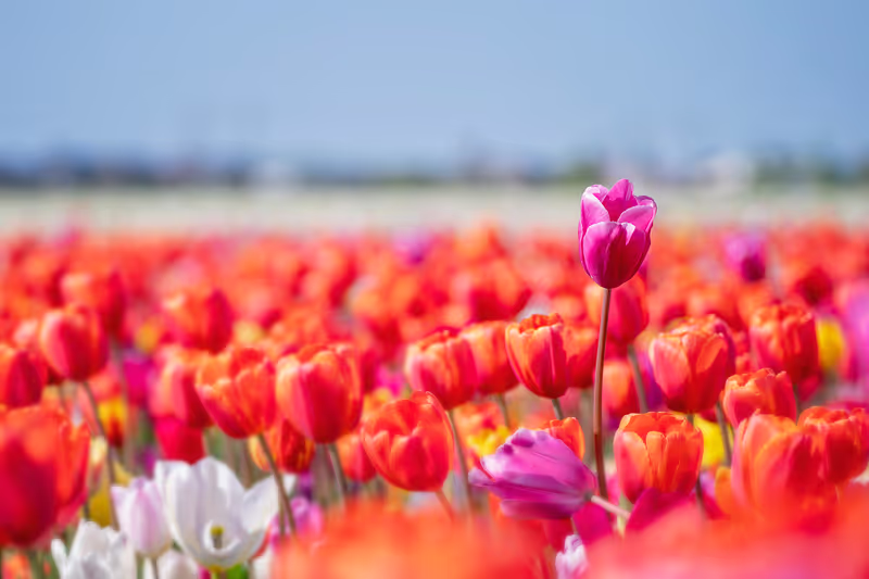 Haarlem Private Tour - Only in april.