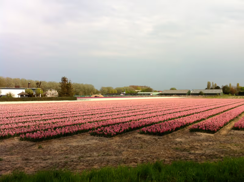 Haarlem Private Tour - Imagine the smell!