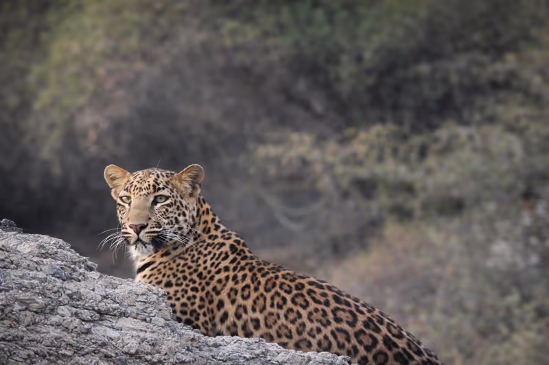 Rishikesh Private Tour - Leopard resting on weathered rock in the park