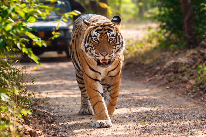Rishikesh Private Tour - Tiger spotted during Jeep Safari