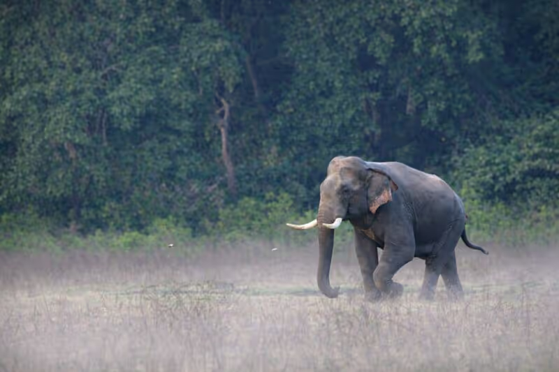 Rishikesh Private Tour - Tusker Elephant spotted in the morning