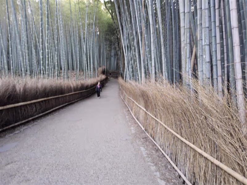 Kyoto Private Tour - Bamboo-Forest