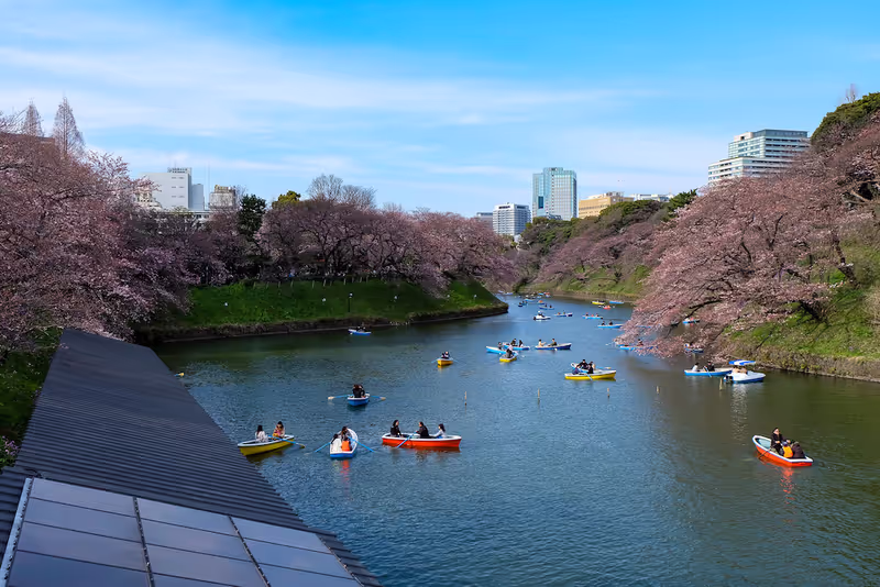 Kanagawa Private Tour - Chidorigafuchi Moat Cherry Blossom Walk