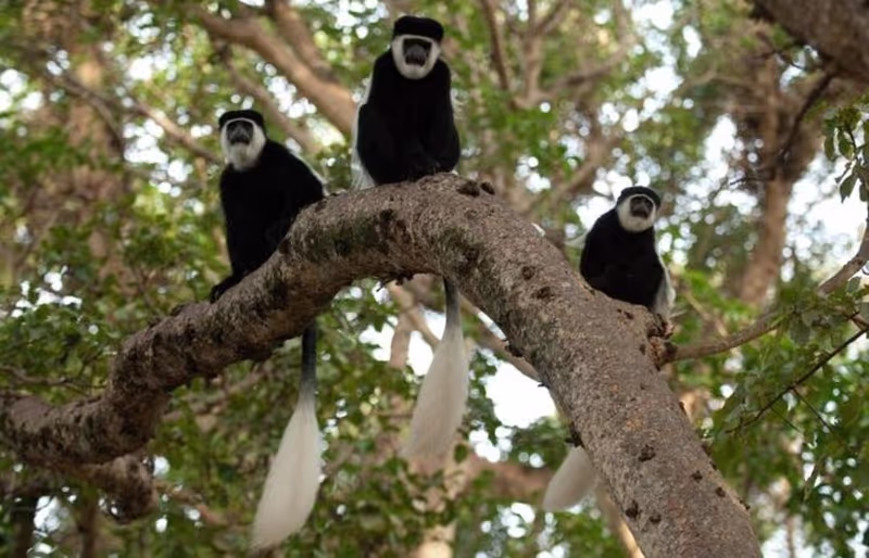 Addis Ababa Private Tour - 