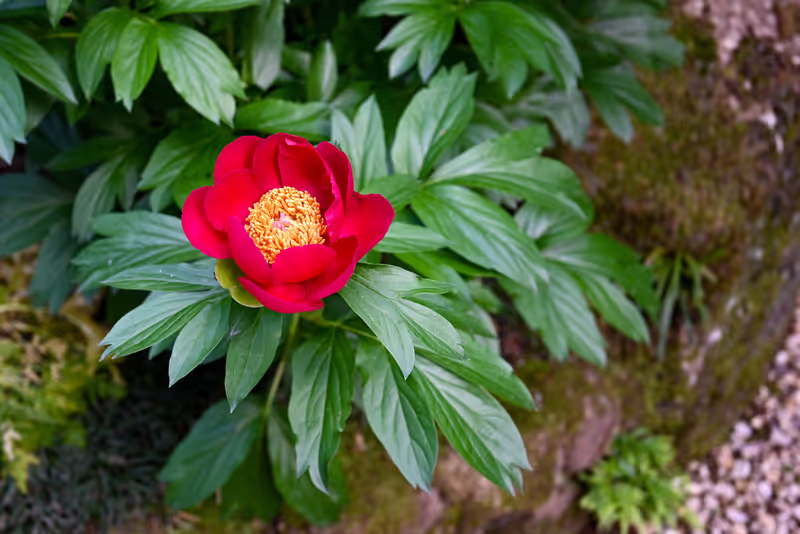 Kanagawa Private Tour - Peony Garden