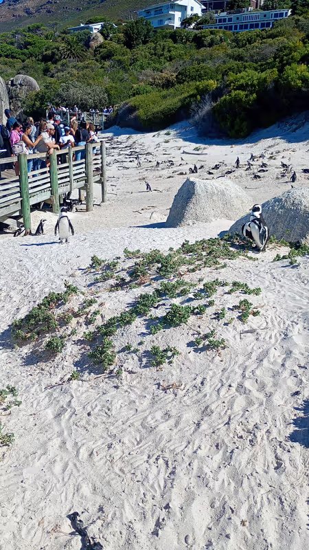 Cape Town Private Tour - 