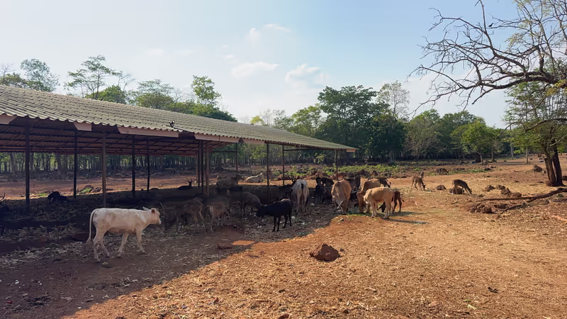Bangkok Private Tour - Experience a genuine connection with animals in a