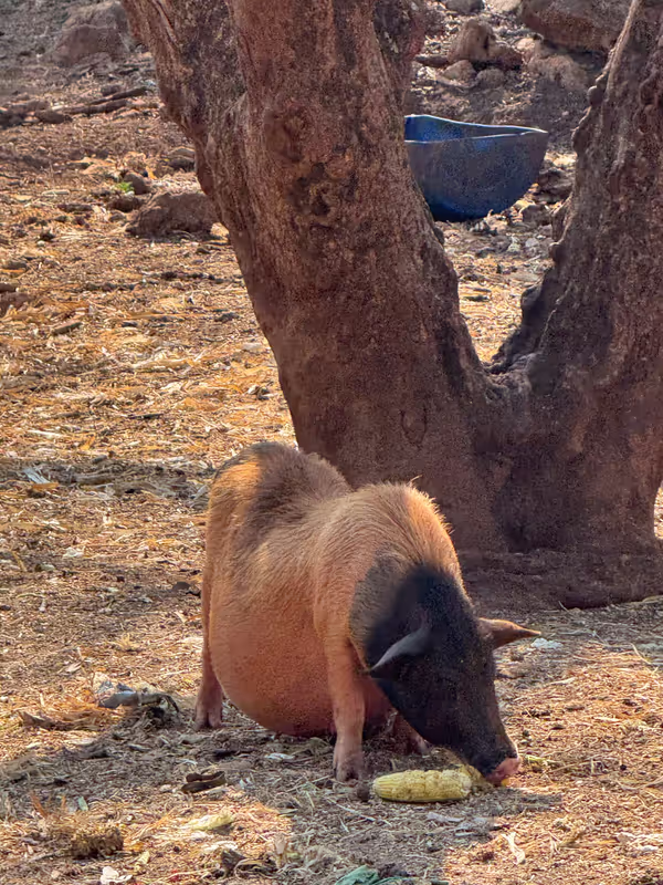 Bangkok Private Tour - Experience a genuine connection with animals in a