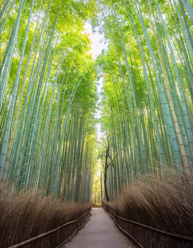 Kyoto Private Tour - Bamboo Forest